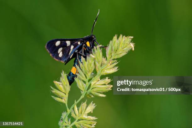 amata phegea,close-up of butterfly pollinating on flower,bratislava,slovakia - amata phegea stock pictures, royalty-free photos & images