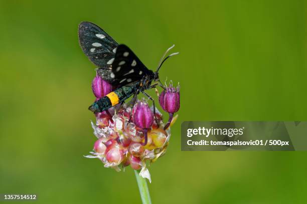 amata phegea,close-up of butterfly pollinating on flower,slovakia - amata phegea stock pictures, royalty-free photos & images