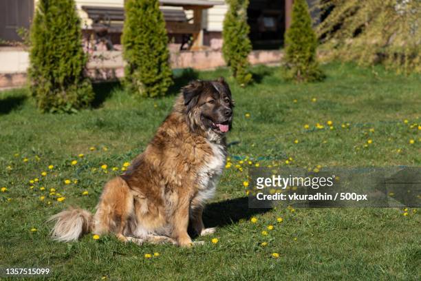 portrait of leonberger sitting on grass - leonberger stock pictures, royalty-free photos & images
