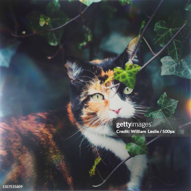 big thief,close-up of cat,walkley,sheffield,united kingdom,uk - walkley stock pictures, royalty-free photos & images