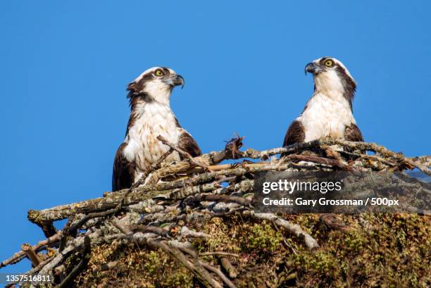 low angle view of birds perching on branch against clear blue sky,sauvie island,united states,usa - eagles nest imagens e fotografias de stock