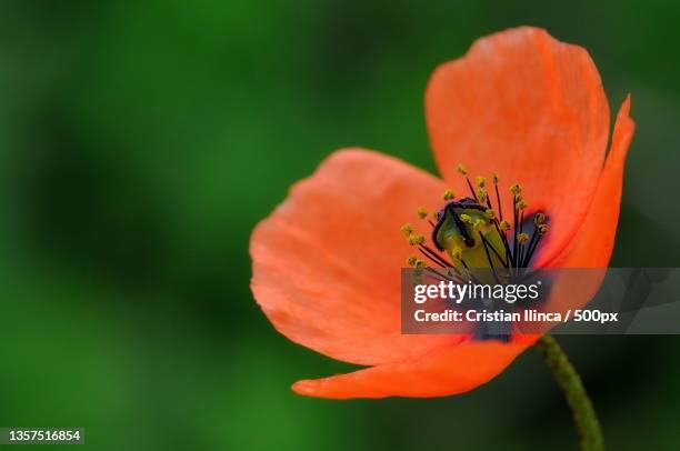 poppy,close-up of orange poppy,chiajna,romania - poppies stockfoto's en -beelden