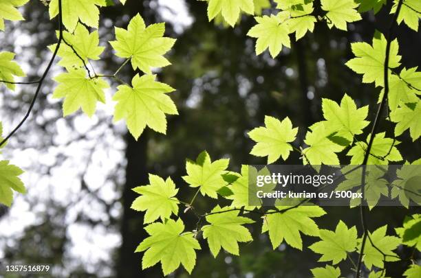 green leaf,low angle view of leaves on tree,surrey,british columbia,canada - surrey british columbia stock pictures, royalty-free photos & images