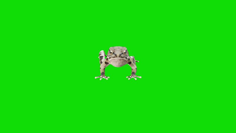 178 Frog Animation Videos and HD Footage - Getty Images 178 Frog Animation Videos and HD Footage - Getty Images