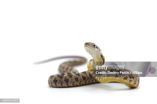 rat snake attack pose isolated on white background,united states,usa - peau de serpent photos et images de collection