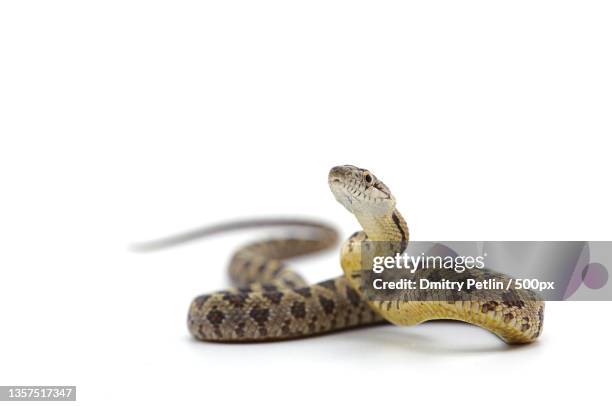 rat snake attack pose isolated on white background,united states,usa - slang stockfoto's en -beelden