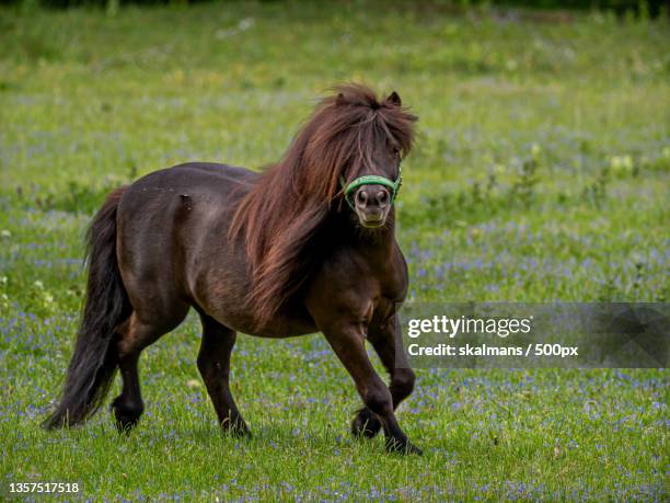 running horse,side view of pony running on grassy field,sweden - animal hair stock pictures, royalty-free photos & images