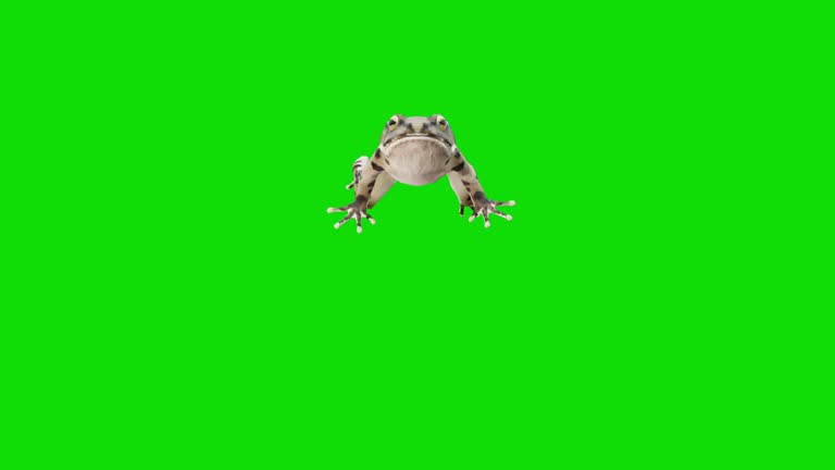 178 Frog Animation Videos and HD Footage - Getty Images 178 Frog Animation Videos and HD Footage - Getty Images