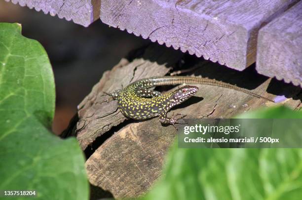 a green lizard close view,close-up of common wall lizard on rock,rome,italy - rock garden stockfoto's en -beelden