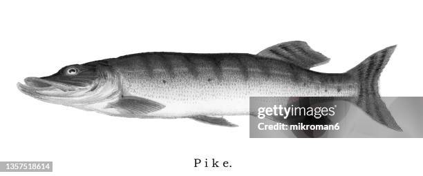 old chromolithograph illustration of he northern pike (esox lucius) - northern pike ストックフォトと画像