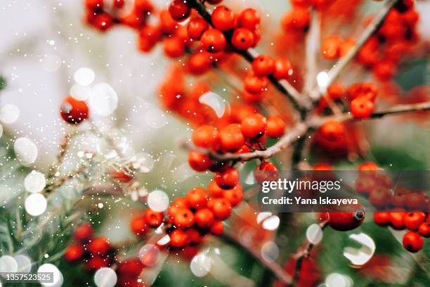 abstract christmas snowy background with red winter rowan berries or sea buckthorn - holly berry stock pictures, royalty-free photos & images