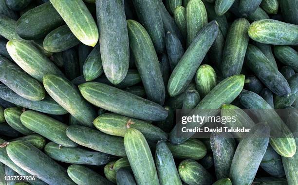 vegetable agriculture - cucumber foto e immagini stock