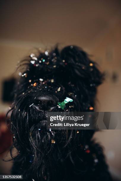 big black dog strewn with glittering confetti. - glitter hair stock-fotos und bilder