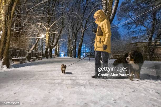 una donna che indossa una giacca gialla sta camminando con un cane da montagna bernese e un gatto al guinzaglio e un cane per strada nella sera d'inverno. - dog cat snow foto e immagini stock