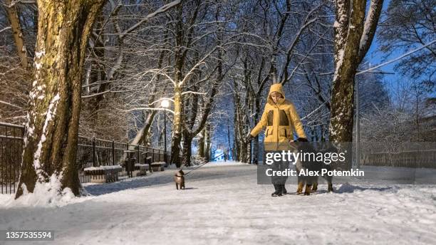 woman in a yellow jacket is walking with a dog and a cat on a leash in the alley in winter evening. - dog cat snow stock pictures, royalty-free photos & images
