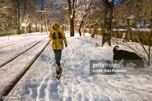 donna in giacca gialla sta camminando con un cane e un gatto al guinzaglio per strada nella sera d'inverno. - dog cat snow foto e immagini stock
