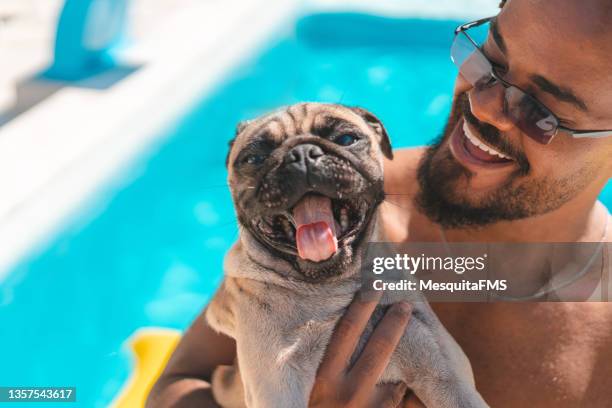 best friends - pug stock pictures, royalty-free photos & images