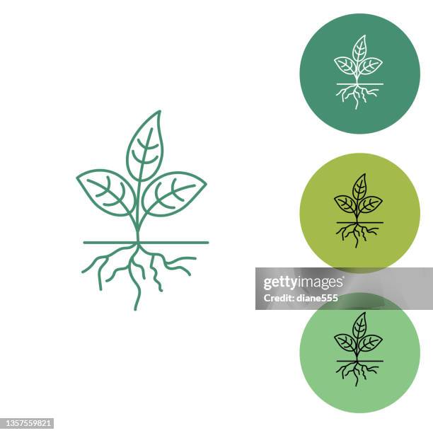 bildbanksillustrationer, clip art samt tecknat material och ikoner med plant garden thin line icon - sapling - plantera