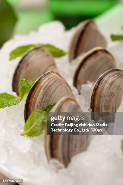 white clam (white clam) food picture fixed makeup photo - corbicula clam 個照片及圖片檔