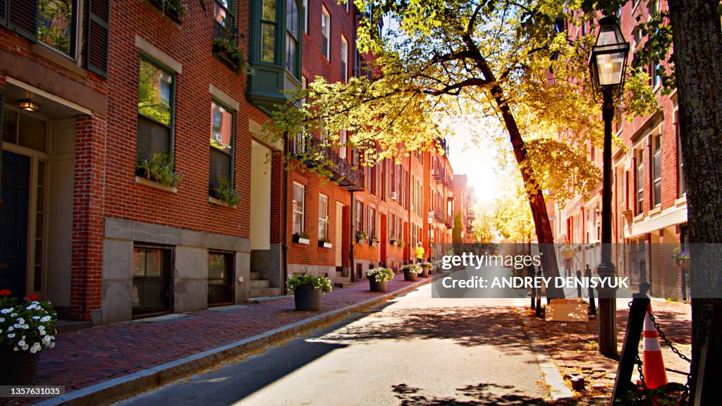 Calm American Street. Brick. Sun. Tree. Flower.