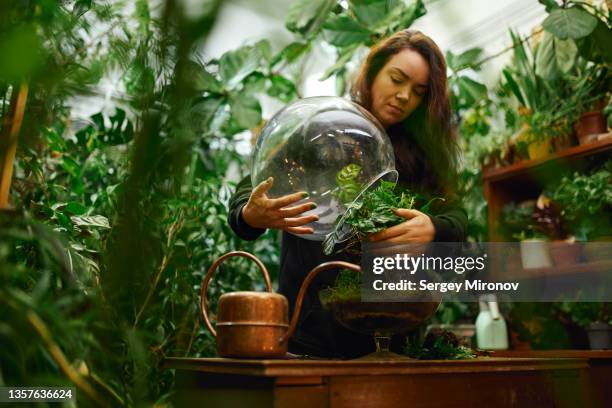 caring gardener with glass florarium - terrarium fotografías e imágenes de stock