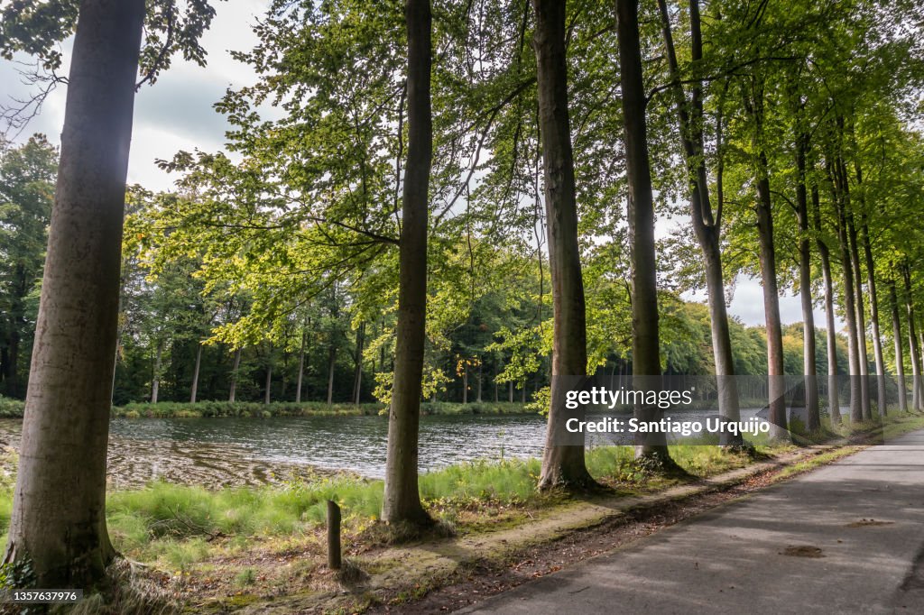 Tree lined lake in Tervuren Park in autumn