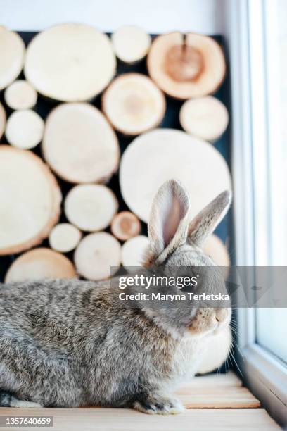 1,450 Wooden Rabbits Stock Photos, High-Res Pictures, and Images ...