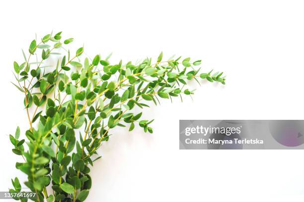 sprig with green leaves on an isolated white background. - eucalyptus leaves stock-fotos und bilder