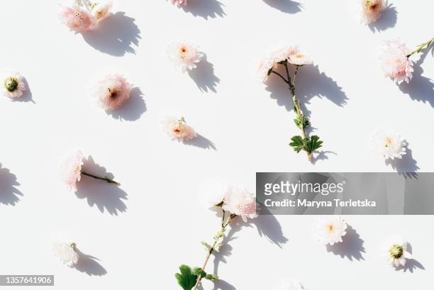 pattern of pink flowers on an isolated white background. - twig photos et images de collection