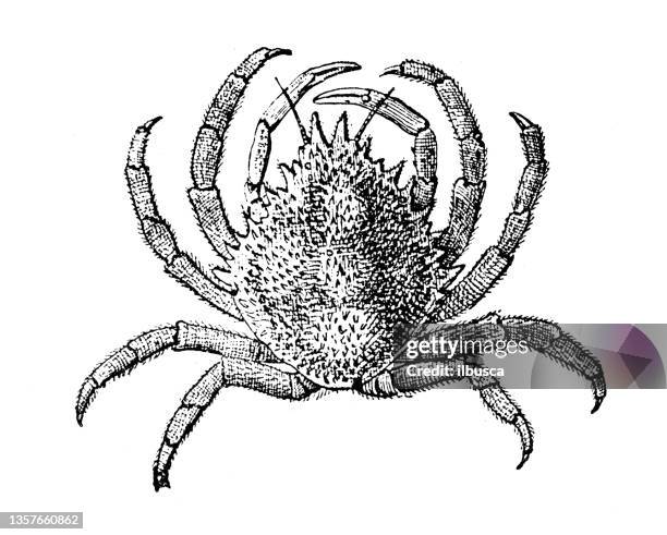 antique illustration: maja squinado, spider crab - spider crab stock illustrations