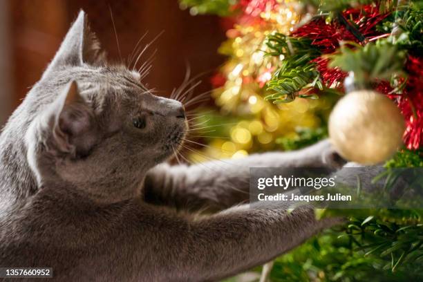 cat decorating christmas tree - chartreux cat stockfoto's en -beelden