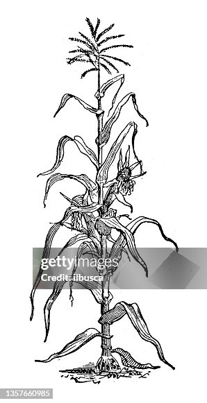 Antique illustration: Maize, corn (Zea mays) Antique illustration: Maize, corn (Zea mays)