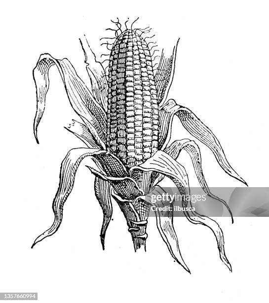 antique illustration: maize, corn (zea mays) - corn illustration stock illustrations