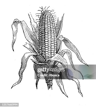Antique illustration: Maize, corn (Zea mays) Antique illustration: Maize, corn (Zea mays)