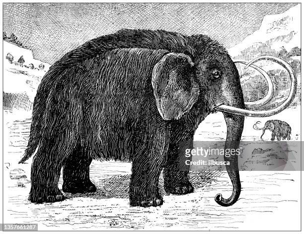 ilustrações, clipart, desenhos animados e ícones de ilustração antiga: mamute - animal extinto