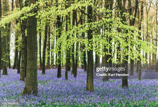 a bluebell wood - stock photo - bluebell woods imagens e fotografias de stock