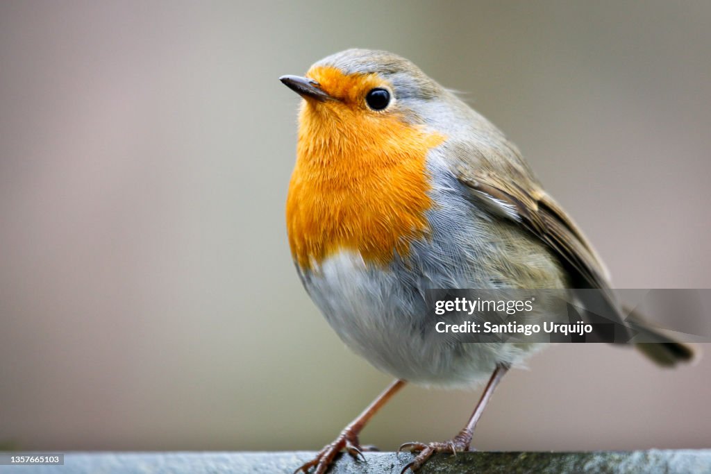 Close-up of an European Robin