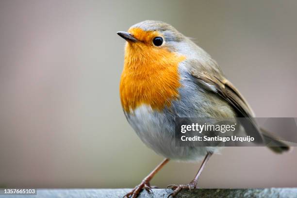 close-up of an european robin - robin fotografías e imágenes de stock