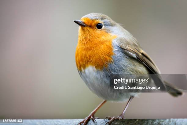close-up of an european robin - robin - fotografias e filmes do acervo
