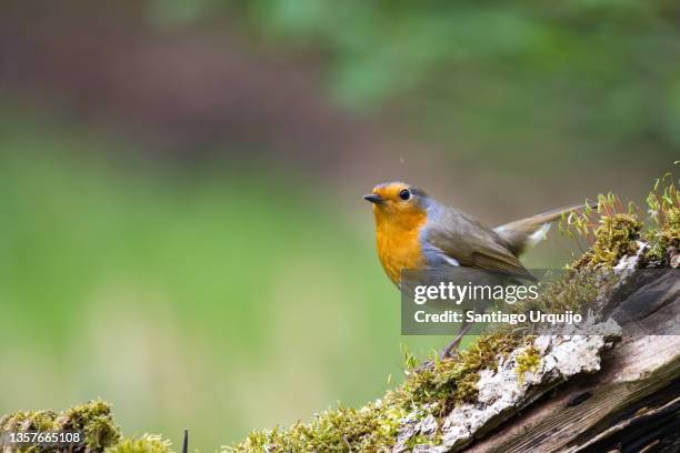 european robin perched on a tree trunk - mark robins bildbanksfoton och bilder