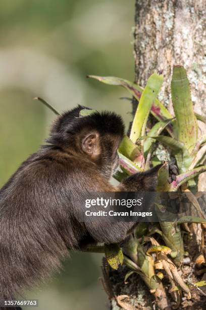 capuchinae¬†monkey, itatiaiaae¬†national park, mantiqueiraae¬†mountains, rioae¬†deae¬†janeiro, brazil - bromeliad stock pictures, royalty-free photos & images