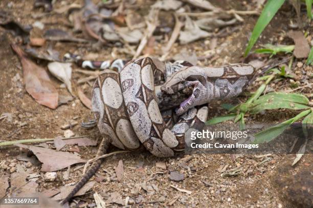 boa constrictor (boa constrictor) feeding on prey lizard, tijuca forest national park, rio de janeiro, brazil - boa stockfoto's en -beelden