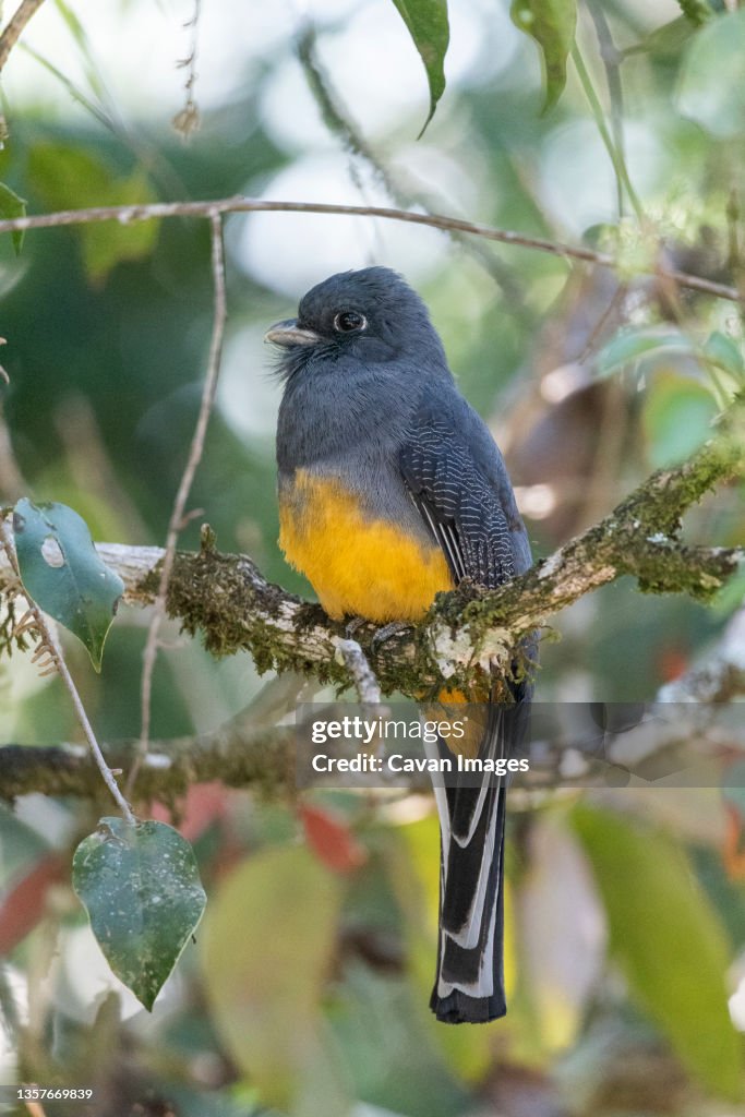 Bird perching on branch, Serrinha Ecological Reserve, Rio de Janeiro, Brazil
