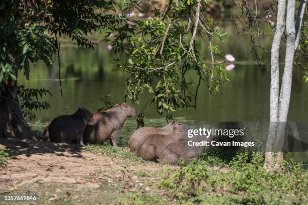 Capybara Island Rio 65 Capybara Rio Stock Photos, High-Res Pictures, and Images - Getty Images