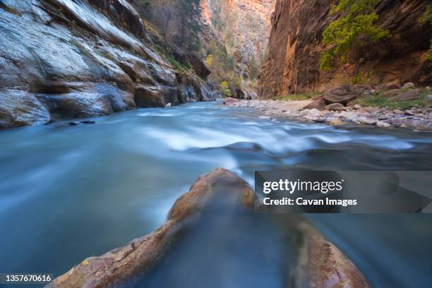 the virgin river at the entrance to the narrows in zion national park. - virgin river stockfoto's en -beelden
