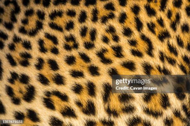 close up of leopards (panthera pardus) fur - african leopard stock-fotos und bilder