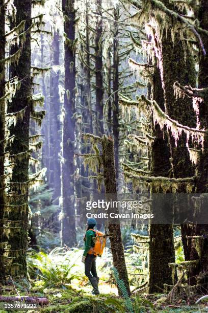 woman stands looking up at the tall trees of the hoh rainforest, wa - olympic national park stockfoto's en -beelden