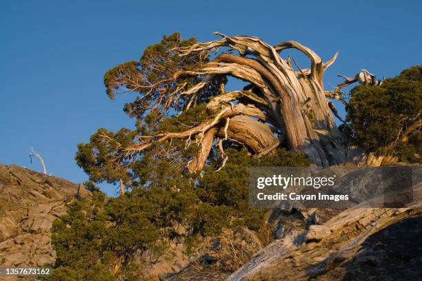 a windswept and weathered pine tree in the sierra mountains of california - sierra nevada i kalifornien bildbanksfoton och bilder