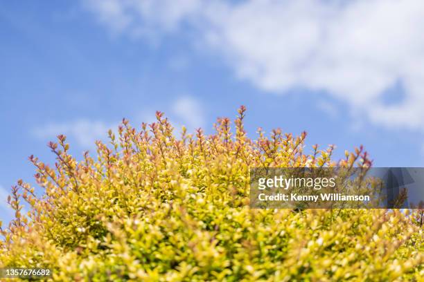 summer - overgrown hedge stock pictures, royalty-free photos & images