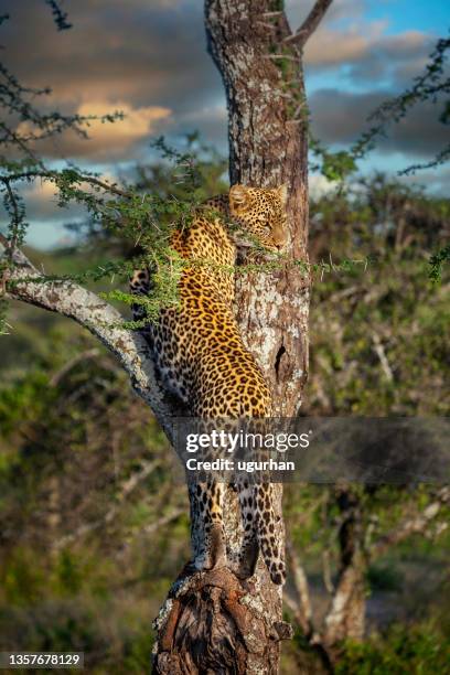 leopard in masai mara national reserve, tanzania - afrikansk leopard bildbanksfoton och bilder